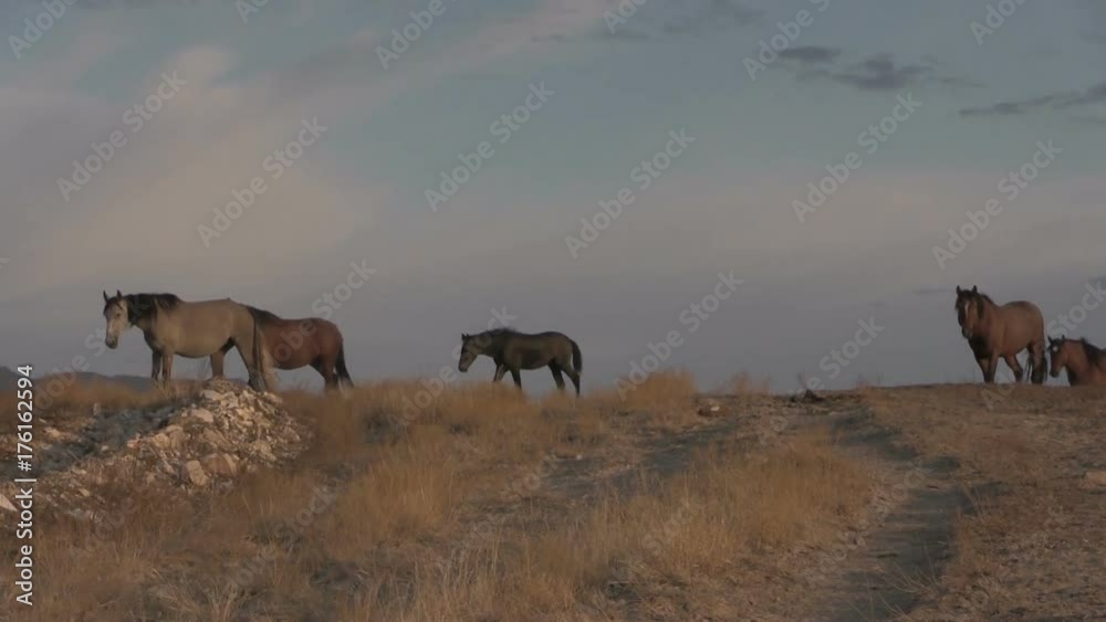 Wild Horses in the Utah Desert Wild Horses in the Utah Desert