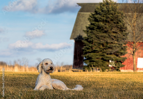 A golden doodle dog sitting peacefully in a farm field with a farm as the backdrop.