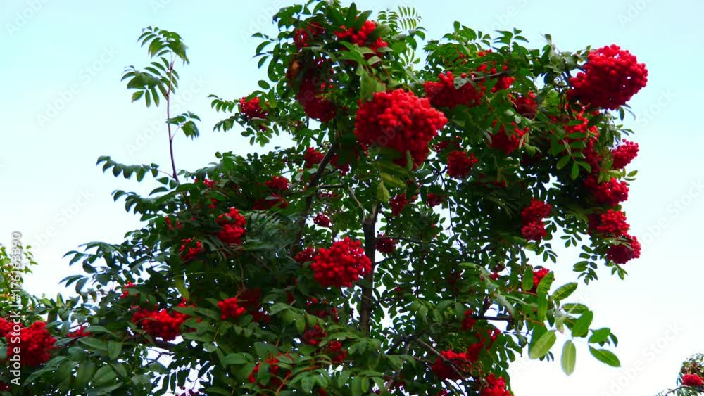 A rowan branch with red berries and green leaves swings in the wind. A rowan branch with red berries and green leaves swings in the wind.