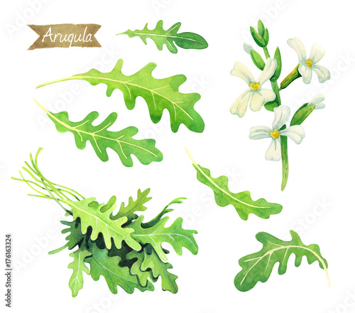 Fresh Arugula leaves, flowers and bunch isolated on white watercolor illustration 