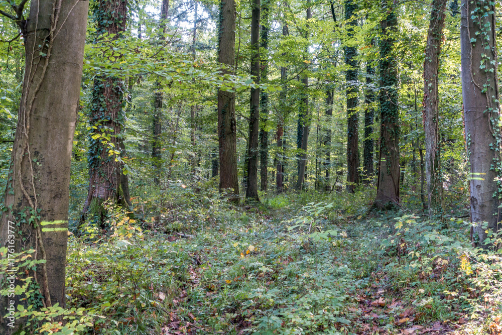 Obraz premium Waldweg