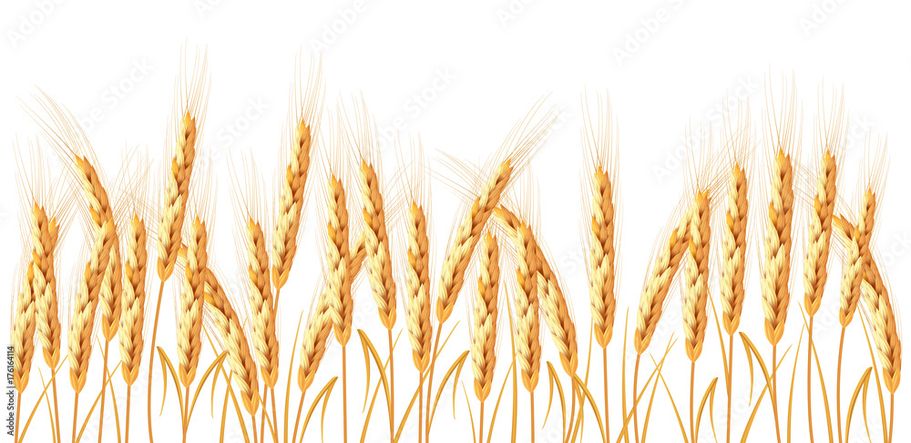 Golden wheat isolated on white background. Set of wheat ears. Background for farms and bakeries. Collection of elements for company logos, print products, page and web decor or other design. Golden wheat isolated on white background. Set of wheat ears. Background for farms and bakeries. Collection of elements for company logos, print products, page and web decor or other design.