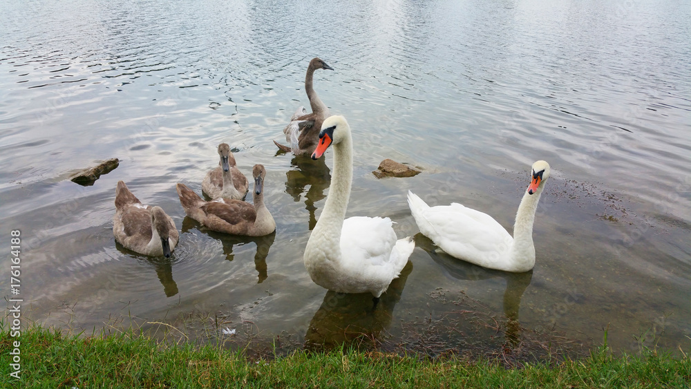Obraz premium Schwanenfamilie an der Oberen AltenDonau/Wien