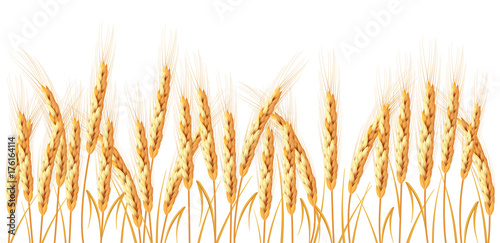 Golden wheat isolated on white background. Set of wheat ears. Background for farms and bakeries. Collection of elements for company logos  print products  page and web decor or other design.