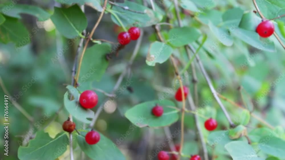Red wild forest berries grow in the bush in the summer and sway in the wind close up Red wild forest berries grow in the bush in the summer and sway in the wind close up