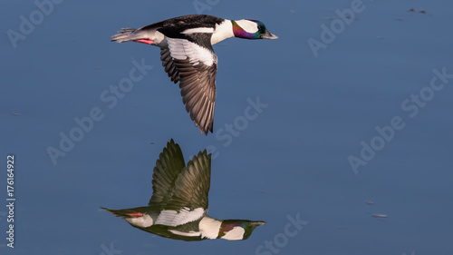 Duck in flight