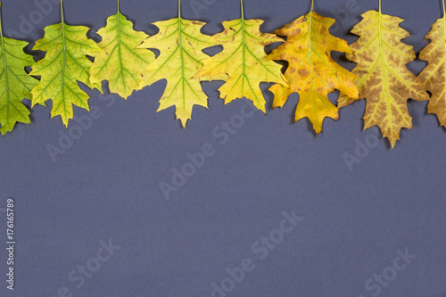 Autumn oak leaves in the transition of seasons