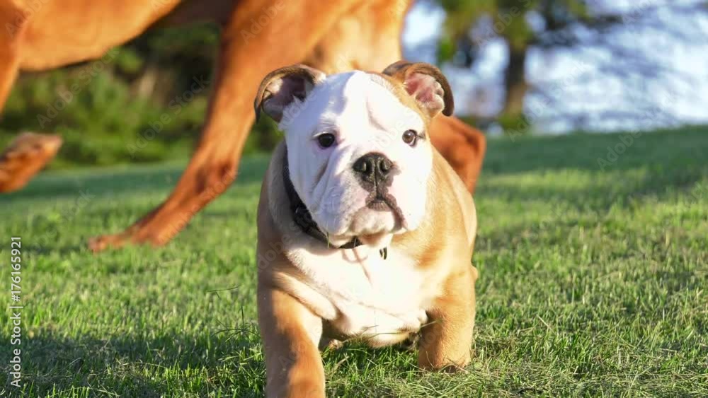 bulldog puppy sitting in sun watching then runs after something 4k slow motion bulldog puppy sitting in sun watching then runs after something 4k slow motion