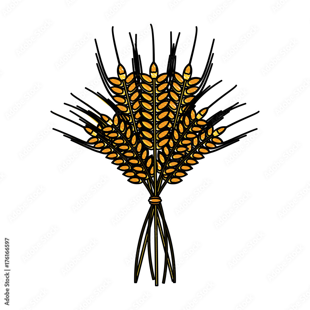 Obraz premium wheat ears icon image vector illustration design
