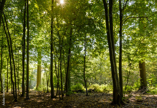 Fototapeta Naklejka Na Ścianę i Meble -  A bright sunny backlight is illuminating the majestic trunk of an oak tree in a dark undergrowth at the edge of the forest.