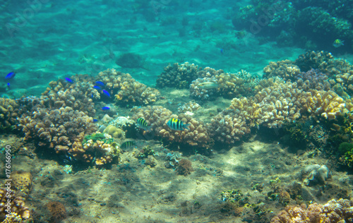 Small blue fishes in coral reef. Tropical seashore inhabitants underwater photo.