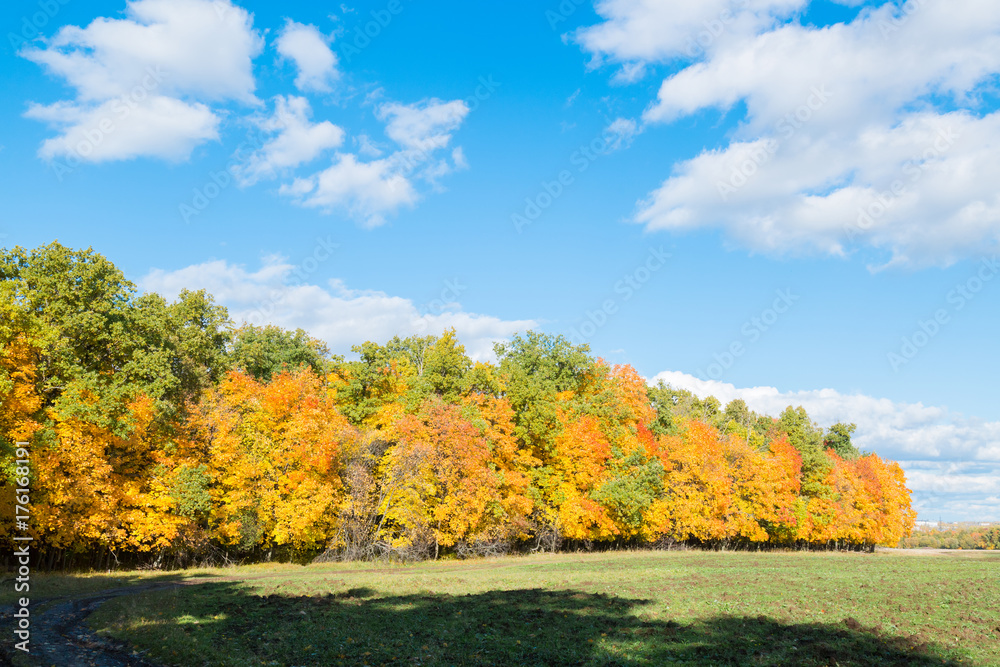 Fototapeta premium Autumn landscape with colorful trees. Beautiful background.