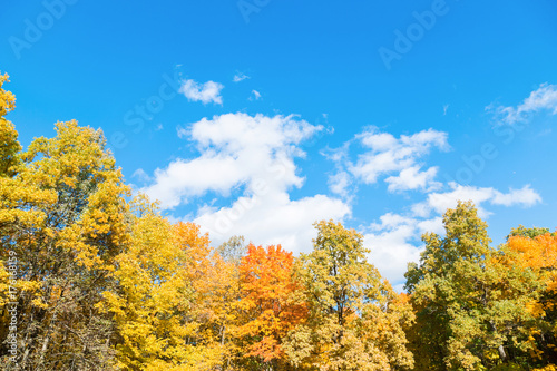 Autumn landscape with colorful trees. Beautiful background.