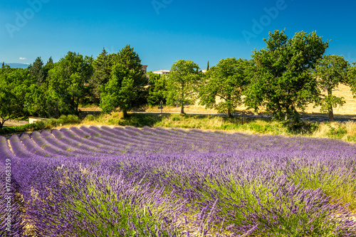 Lavender field in countryside near Valensole, Provence, France