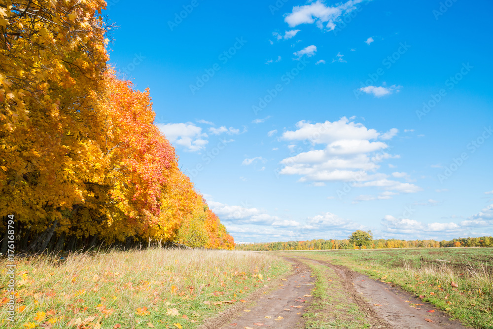 Naklejka premium Beautiful autumn landscape with road near a forest