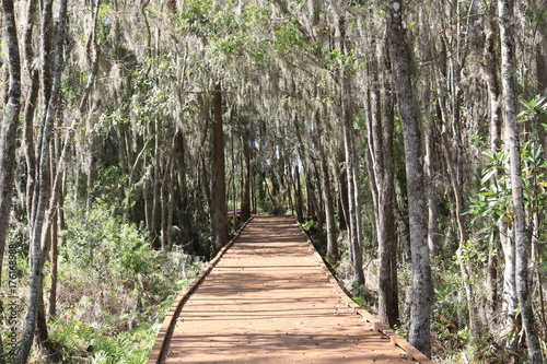 Okefenokee Swamp