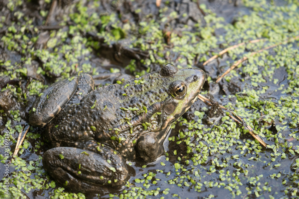 Frog Frog