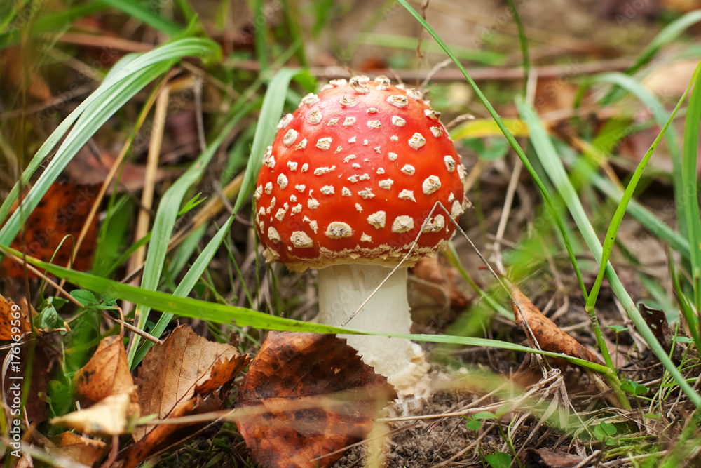 Fly Amanita mushroom in autumn light in the forest in fall Fly Amanita mushroom in autumn light in the forest in fall