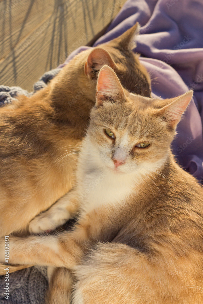 Two twin ginger cats laying on a blanket. Two twin ginger cats laying on a blanket.