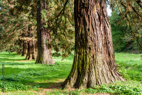 Alignment of giant sequoia trees.