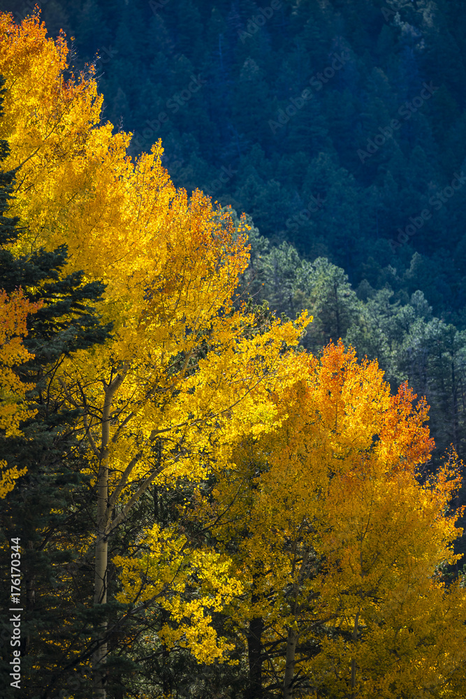 beautiful aspens with bright yellow leaves during fall