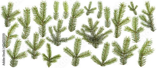 set of fresh green pine branches isolated on white background