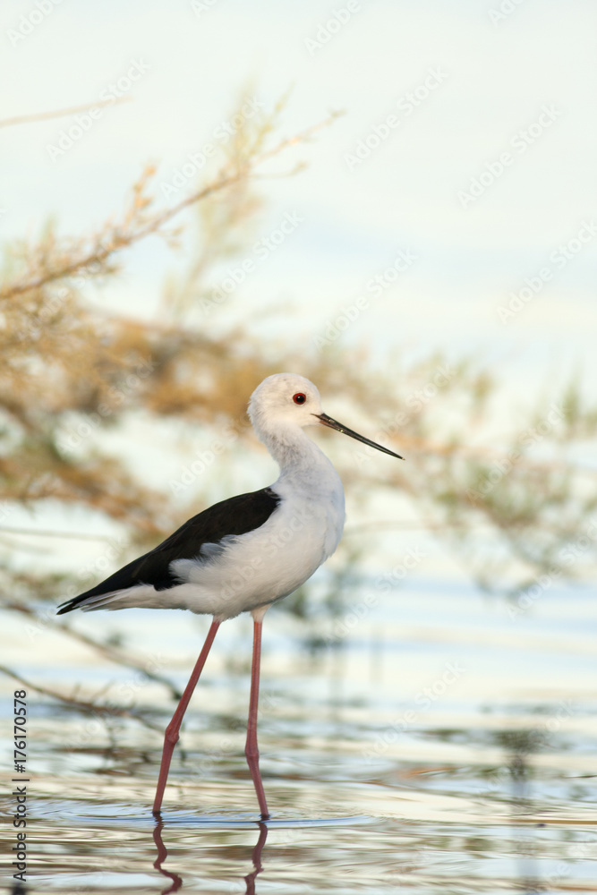 Black-winged stilt Black-winged stilt