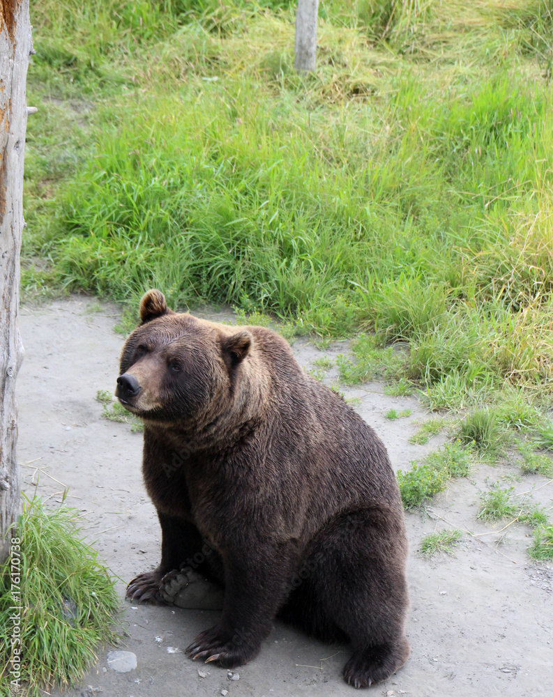 Fototapeta premium Brown Bear sitting