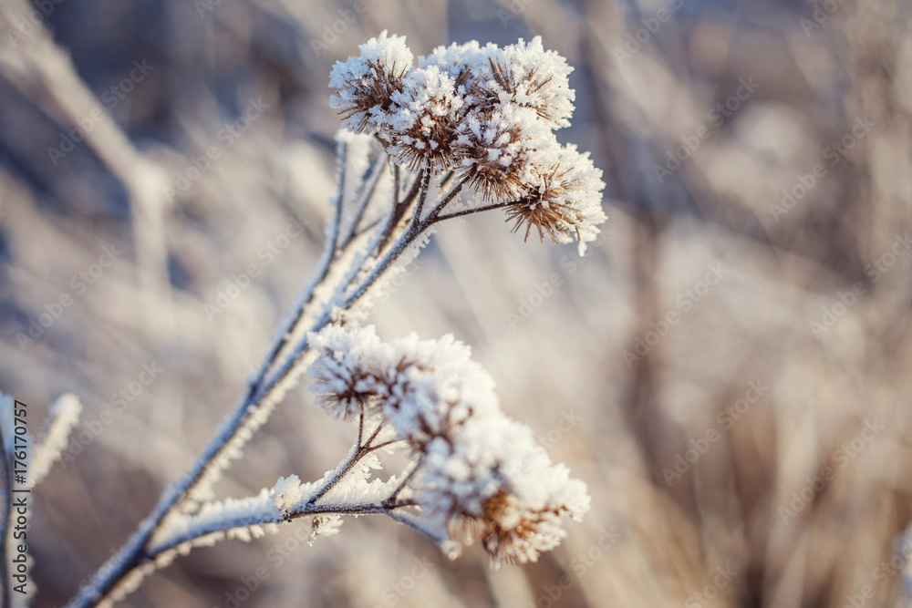 Frost on the grass Frost on the grass