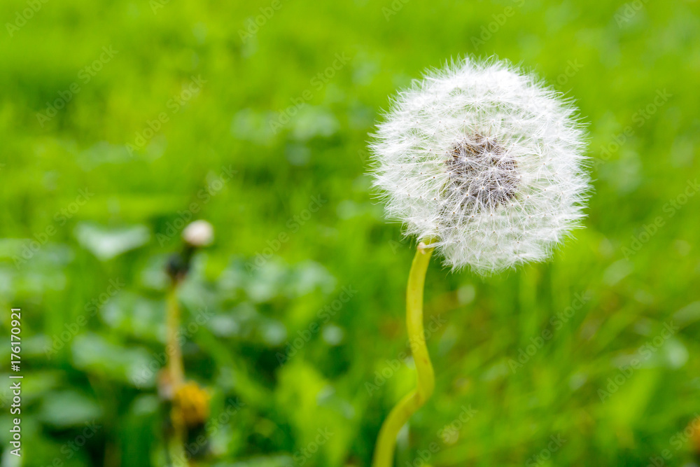 Closeup view of the seed head of a dandelion flower against blurred grass background. Closeup view of the seed head of a dandelion flower against blurred grass background.