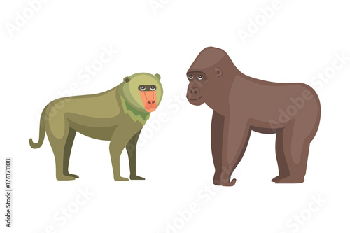 Baboon monkey and gorilla cartoon illustration. Wildlife of africa.