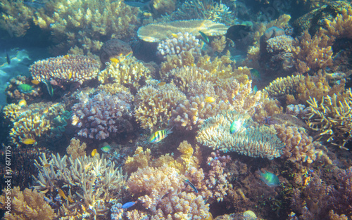 Seascape with coral reef. Tropical seashore inhabitants underwater photo.