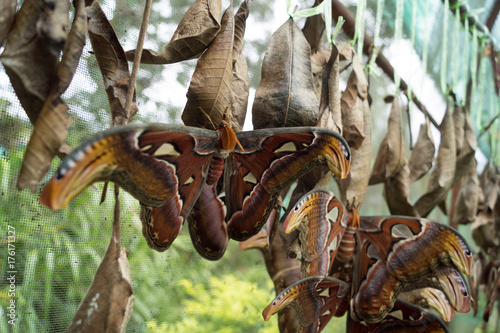 Butterfly in  Mae Rim Chiang Mai photo