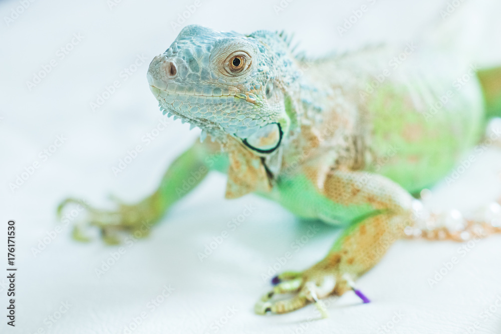 Fototapeta premium Veiled chameleon isolated on white background.
