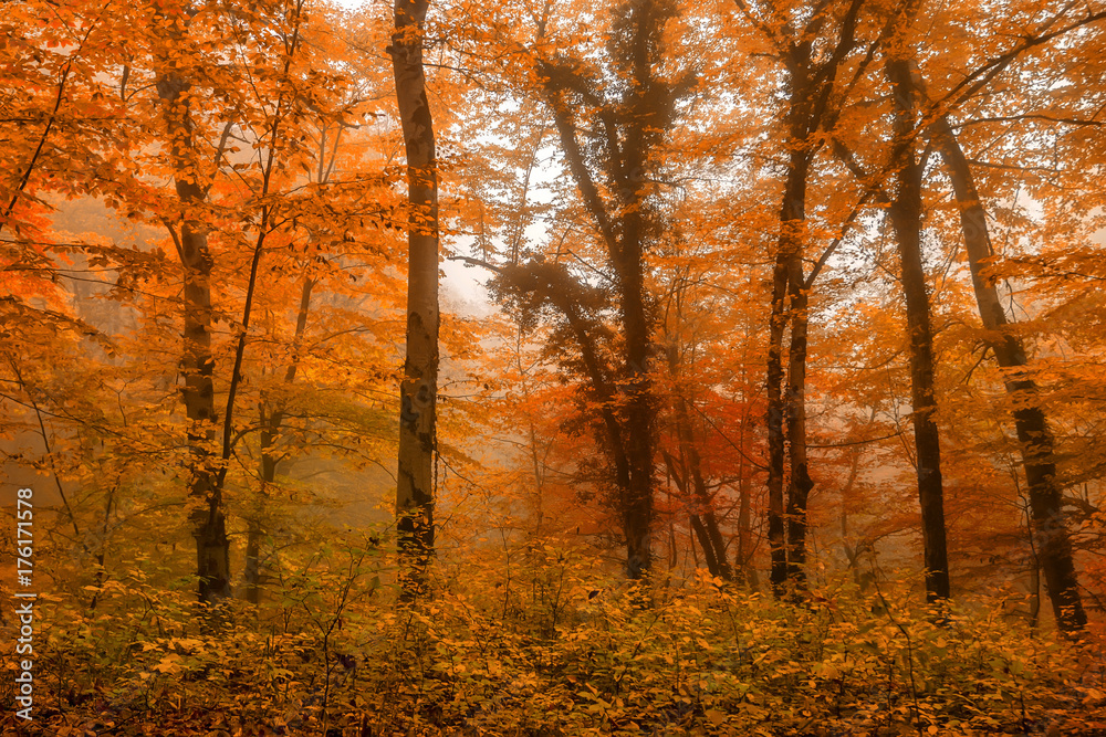 Scenic landscape of autumn forest