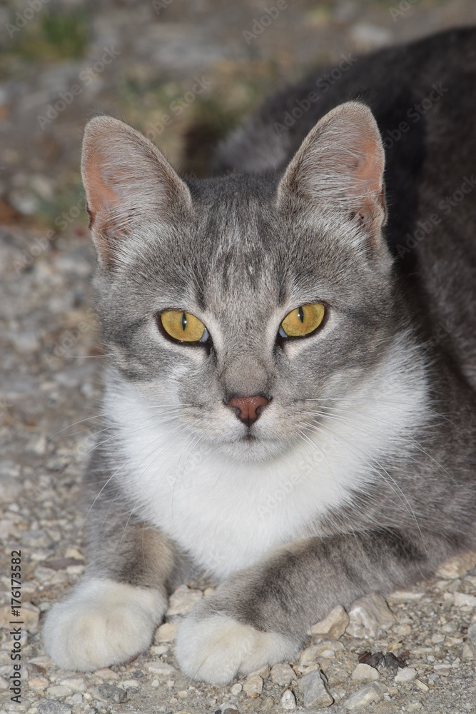 Obraz premium cat