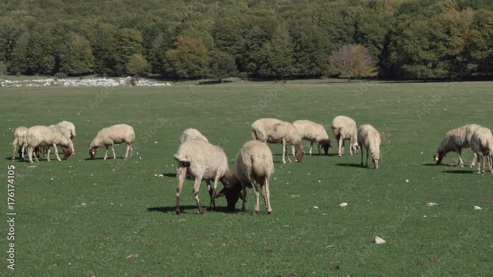 Videos of sheep grazing in a green valley surrounded by lush mountains in Italy Videos of sheep grazing in a green valley surrounded by lush mountains in Italy