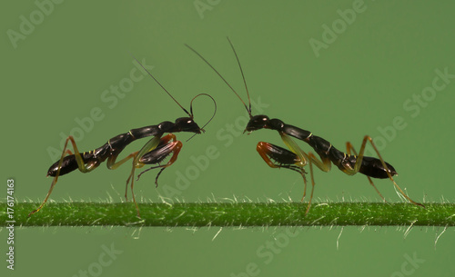Two mantis insects on a plant mimicking ants, Indonesia