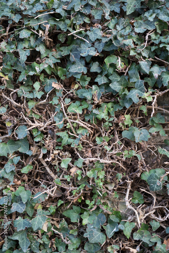 Texture: Ivy Texture: Ivy