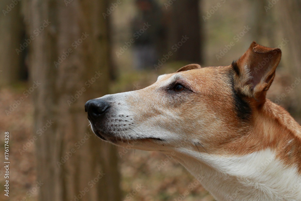 Head of short haired collie sniffing in forest with trees behind