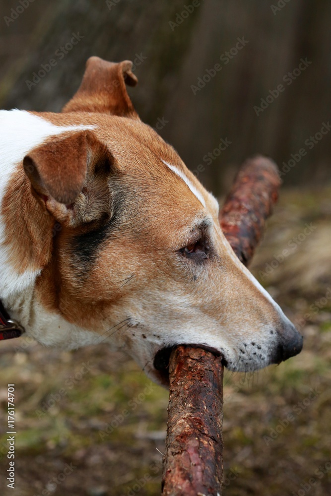 Head of short haired collie holding a piece of stick in his mouth outdoors in forest Head of short haired collie holding a piece of stick in his mouth outdoors in forest