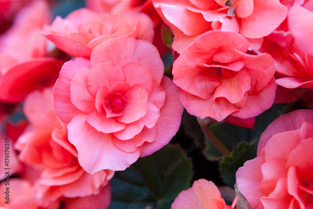 Beautiful flowers in park flowerbed
