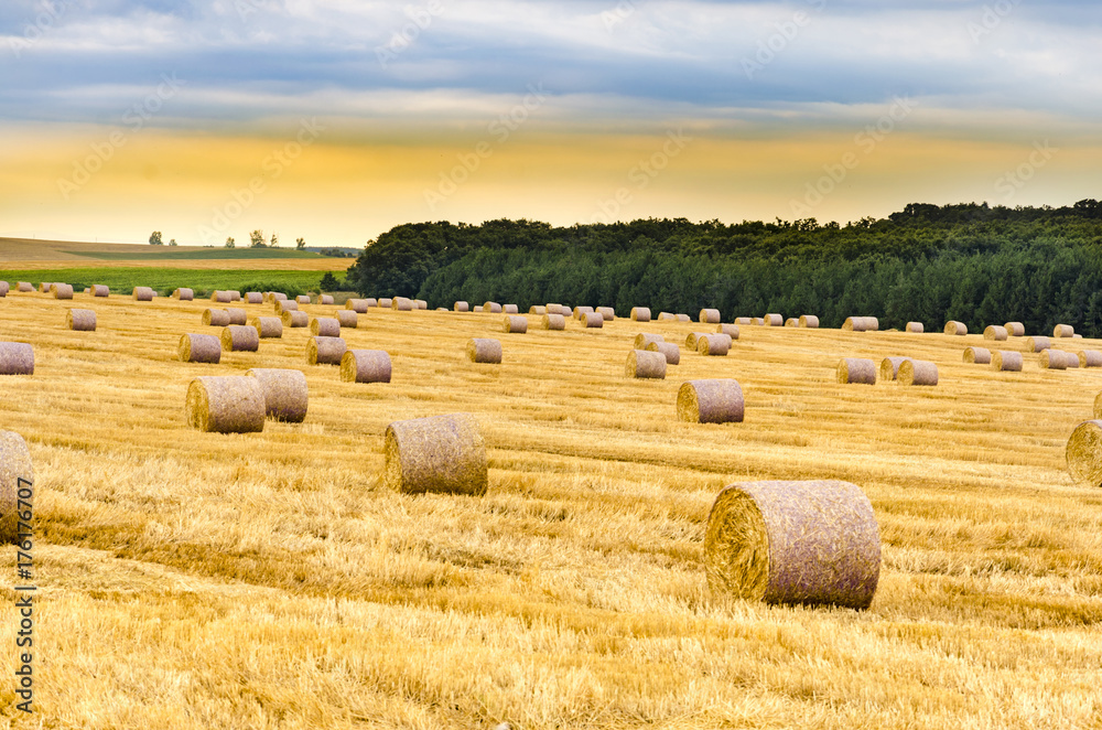 Fototapeta premium Freshly rolled hay bales in a field