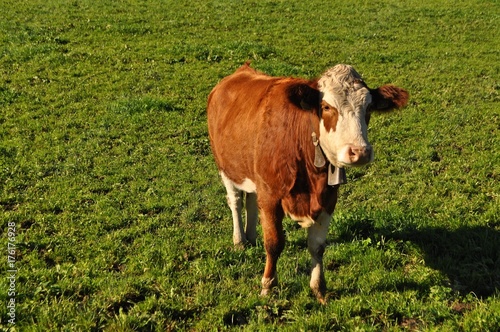 Rind / Kuh braun und weiss gefleckt steht auf grüner Weide / Wiese und schaut mich an. photo