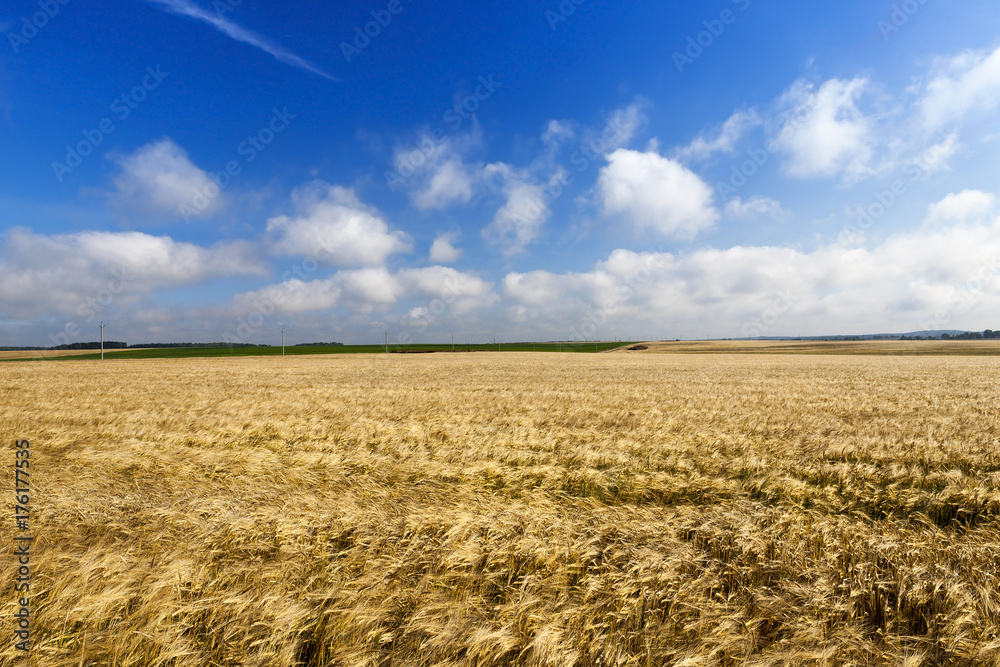 Naklejka premium field with mature rye