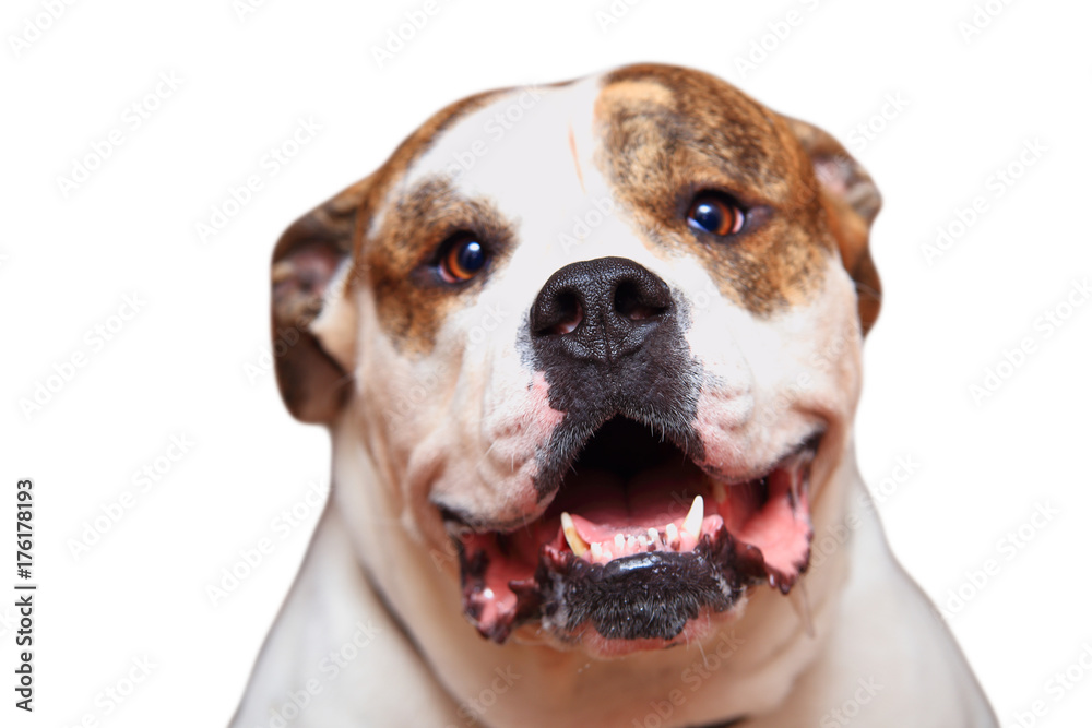 Funny american bulldog isolated on white background.