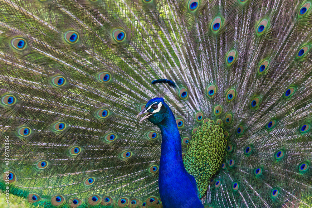 Fototapeta premium Proud Peacock