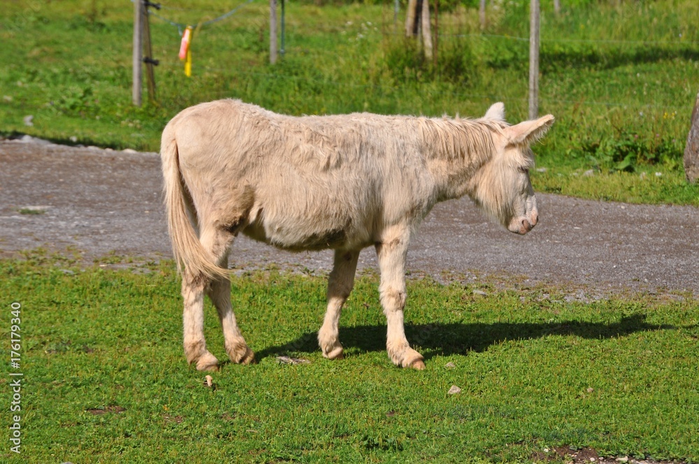 Obraz premium Weisser Pouitu Esel - Albino auf grüner Weide