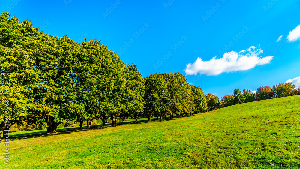 Trees along a country lane under blue sky near Fort Langley British Columbia
