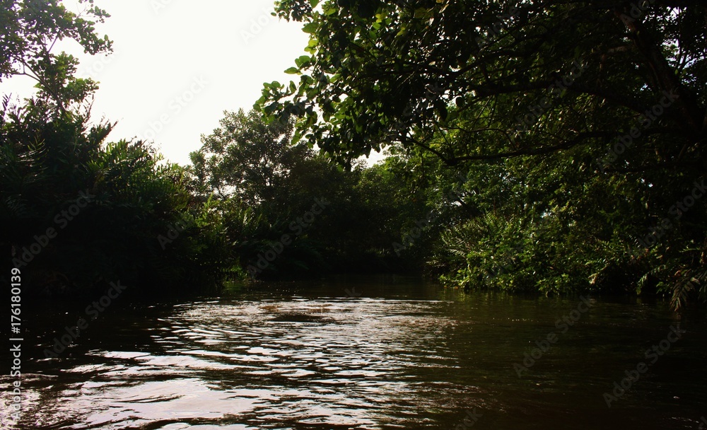 Jungle River View, Costa Rica Jungle River View, Costa Rica